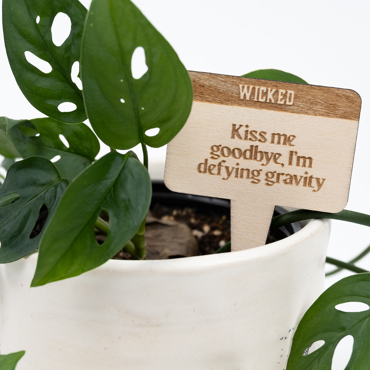 Close up of a swiss cheese plant with a wooden plant/garden stake with "Kiss me goodbye, I'm defying gravity" engraved on it.