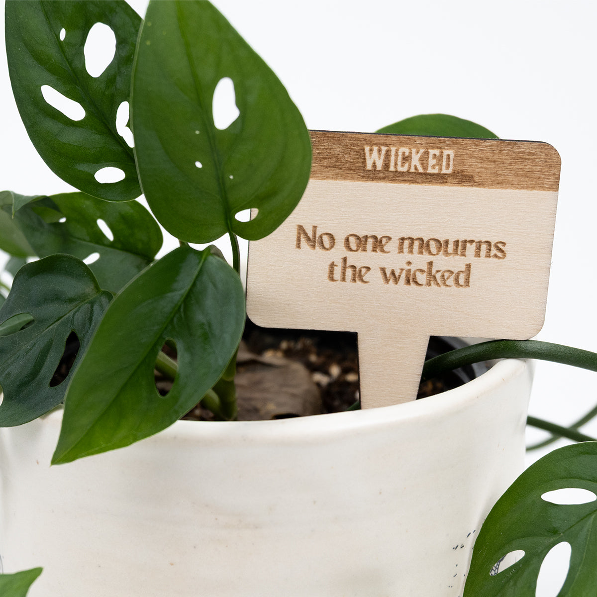 Close up of a swiss cheese plant with a wooden plant/garden stake with "No one mourns the wicked" engraved on it.