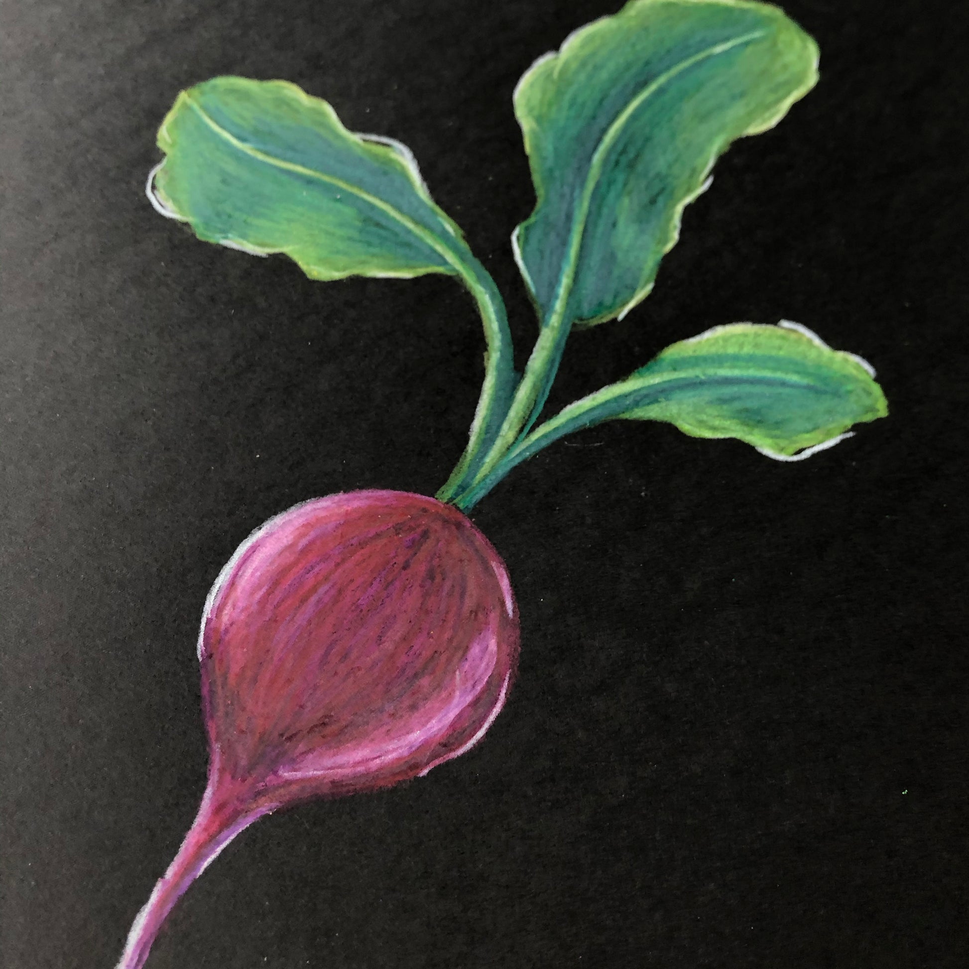 Detail, close up image of original colored pencil drawing of a beat on black paper by illustrator, Tia Hapner.