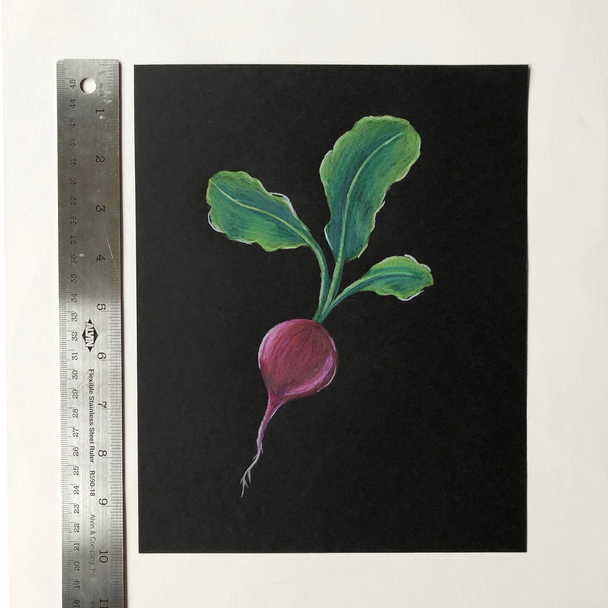 Size comparison of original colored pencil drawing of a beat on black paper by illustrator, Tia Hapner, next to a ruler sized at 10 inches high.